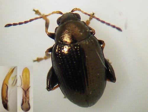 Chaetocnema concinna